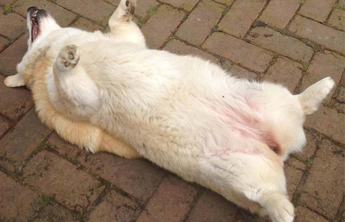 mo thay cho chet la diem bao gi