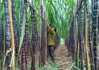 Giải mã nằm mơ thấy mía đánh số mấy