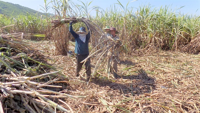 Giải mã nằm mơ thấy mía đánh số mấy